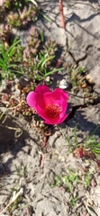 Portulaca gilliesii