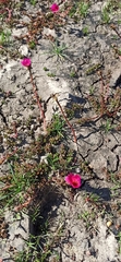 Portulaca gilliesii, photograph (c) Rafael Tosi, some rights reserved (CC BY)