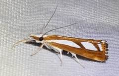 Catoptria latiradiellus