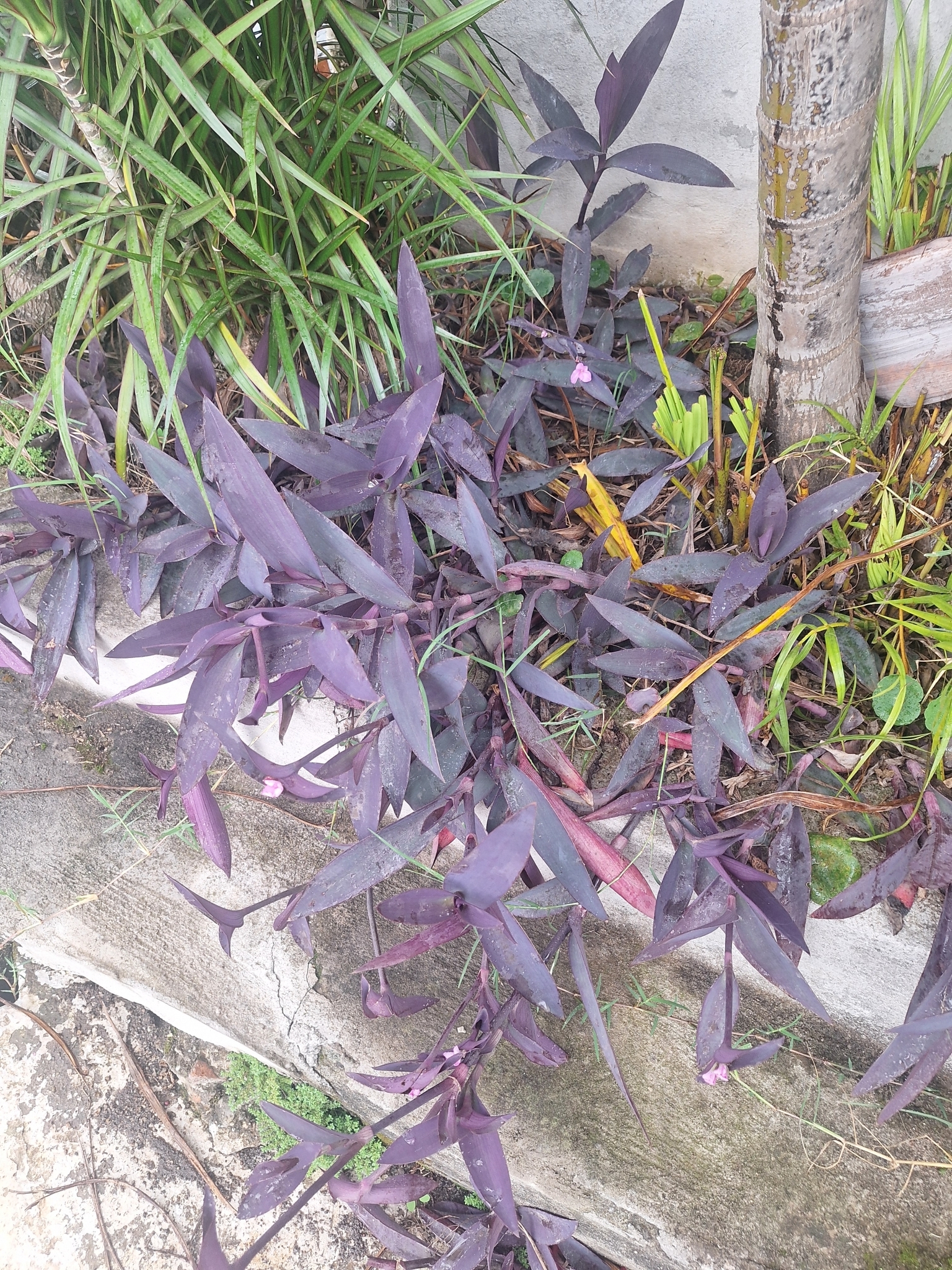 Tradescantia pallida