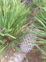 Pinus muricata