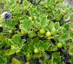 Coprosma montana