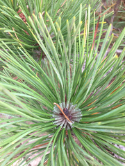 Pinus muricata