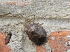 Antiteuchus mixtus