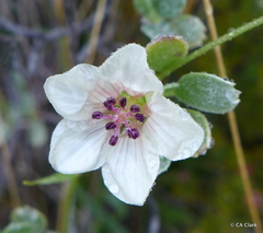 Geranium cuneatum