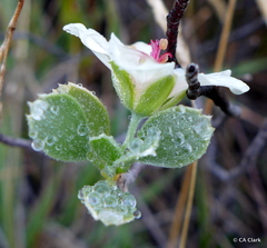 Geranium cuneatum