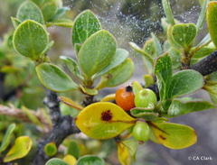 Coprosma montana