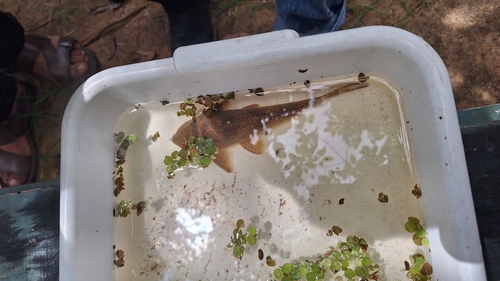 Fewspot pleco (Hypostomus paucipunctatus) — Loricariidae — 3