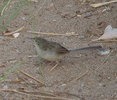 Prinia lepida