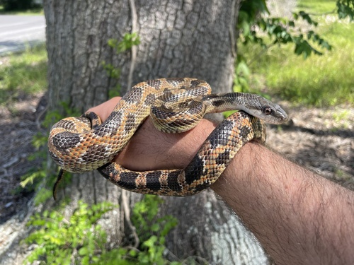 Western Ratsnake