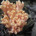 Yellow-tipped Coral Fungus - Photo (c) rholmes925, some rights reserved (CC BY-NC), uploaded by rholmes925