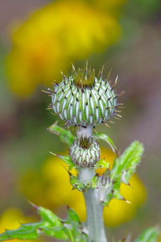 Cirsium texanum