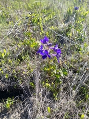 Delphinium variegatum