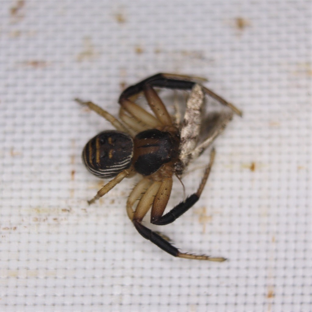 Xysticus texanus