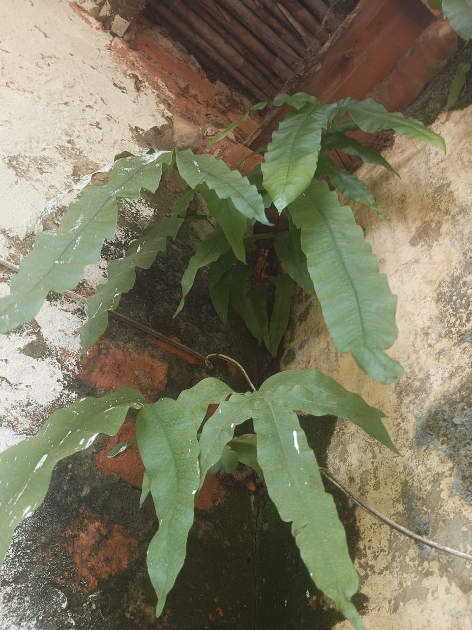 Imagem de Samambaia-açu