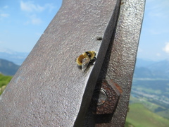 Cephenemyia stimulator