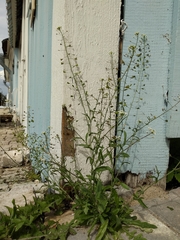 Capsella bursa-pastoris
