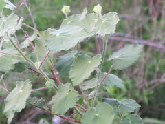 Abutilon hulseanum, photograph (c) johnyochum, some rights reserved (CC BY)