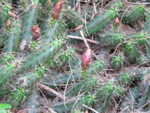 Echinocereus berlandieri
