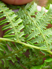 Pteridium aquilinum decompositum