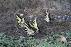 Papilio glaucus