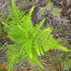 Pteridium aquilinum decompositum