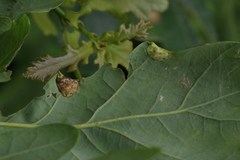 Macrodiplosis pustularis