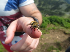 Cephenemyia stimulator