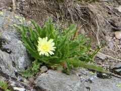 Schlagintweitia intybacea