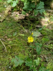 Hieracium venosum