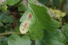 Gymnosporangium clavariiforme