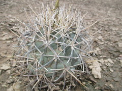 Coryphantha poselgeriana