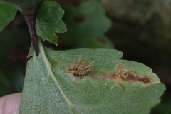 Gymnosporangium clavariiforme