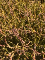 Calluna