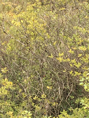 Dumetella carolinensis