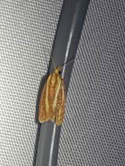 Sparganothis tristriata