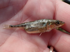 Schistocephalus solidus