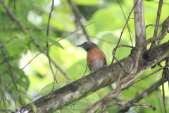 Synallaxis erythrothorax