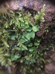 Peltigeraceae