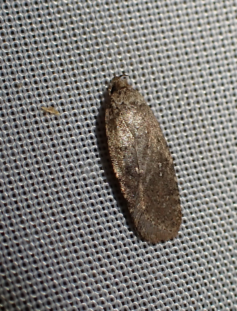 Clemens' Agonopterix