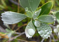 Geranium cuneatum tridens