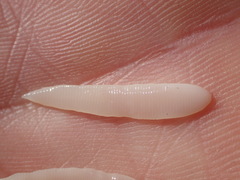 Schistocephalus solidus