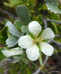 Geranium cuneatum tridens