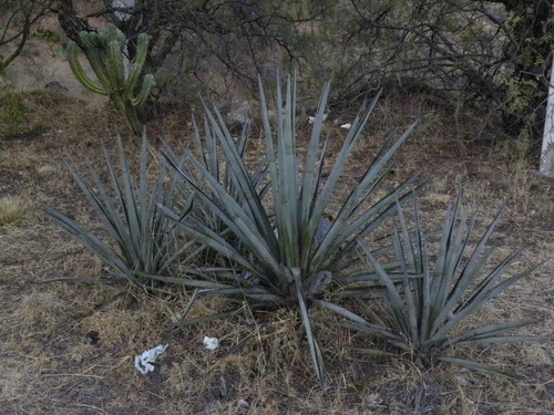 Foto de Agave-azul