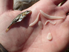 Schistocephalus solidus