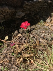 Linum grandiflorum