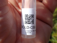 Schistocephalus solidus