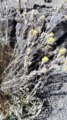 Carlina xeranthemoides image