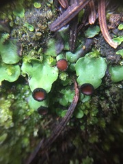 Peltigeraceae