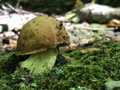 Butyriboletus